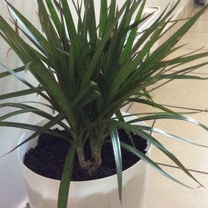 Meet your Posher, Santiaga